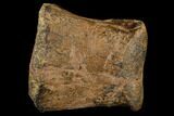 Hadrosaur (Edmontosaurus) Toe Bone - South Dakota #113604-3